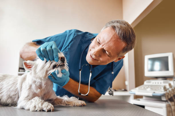 Best Emergency Tooth Extraction in Ozark, AL